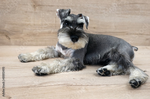 Mini schnauzer on the wooden background