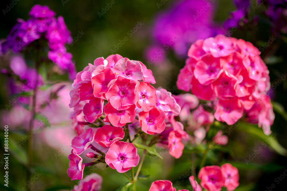 Perennial phlox (Phlox paniculata - Laura) growing in a sunny garden Perennial phlox (Phlox paniculata - Laura) growing in a sunny garden