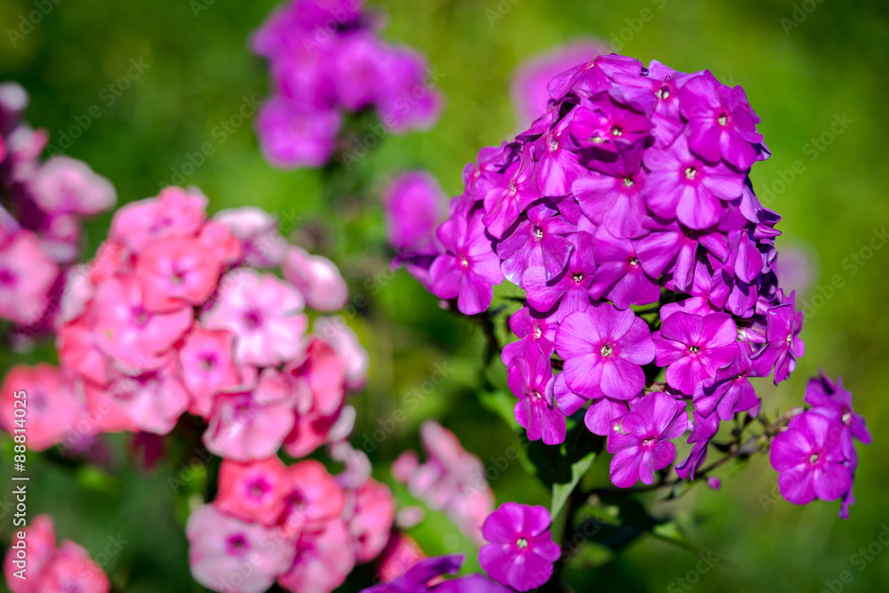 Perennial phlox (Phlox paniculata - Laura) growing in a sunny garden Perennial phlox (Phlox paniculata - Laura) growing in a sunny garden