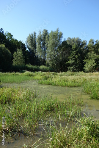 Sumpflandschaft Teichlandschaft Pegnitzwiese Nürnberg