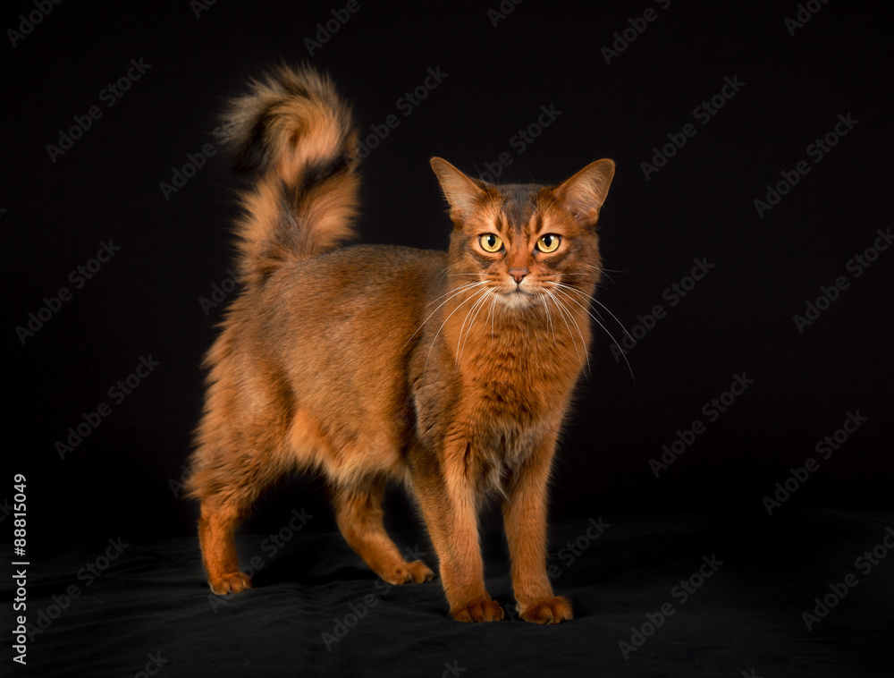 Stockfoto med beskrivningen Purebred Somali cat | Adobe Stock