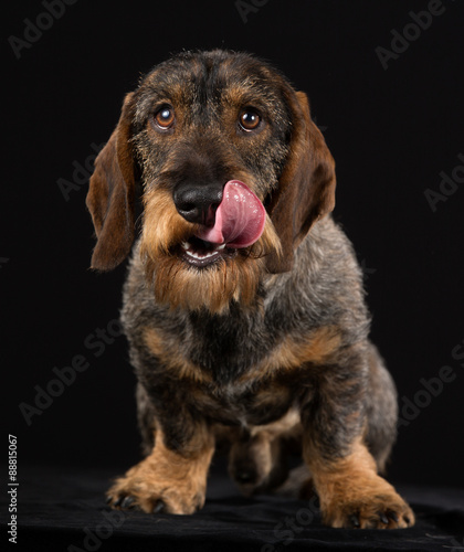 Wirehaired dachshund