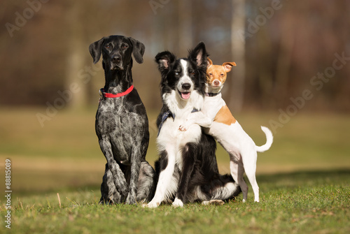 Three dog outdoors in nature