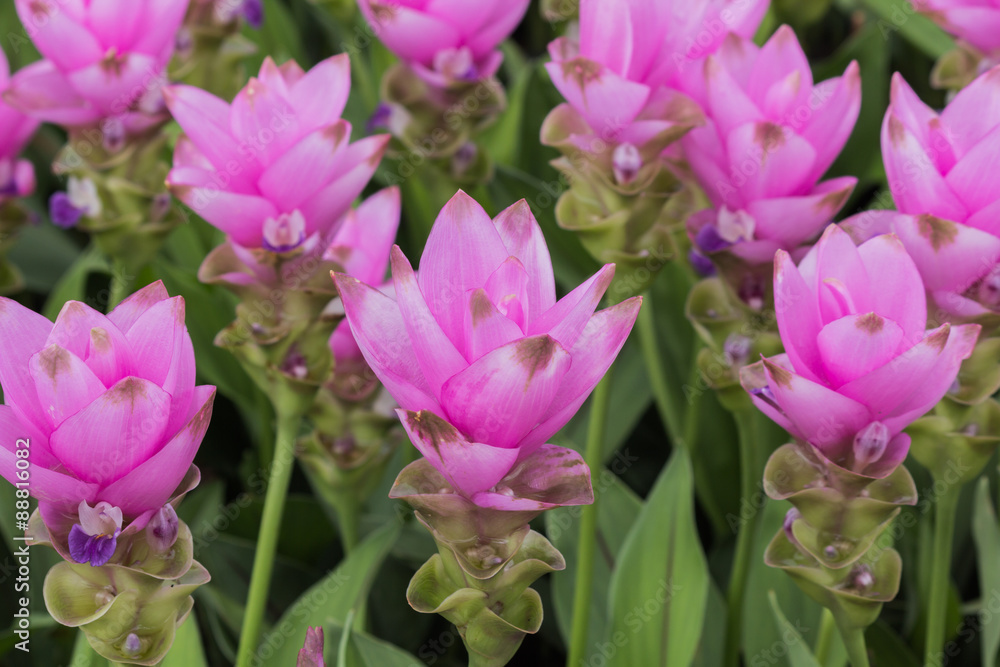 Obraz premium siam tulip flower