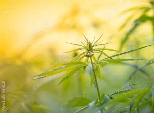 Young cannabis plants.