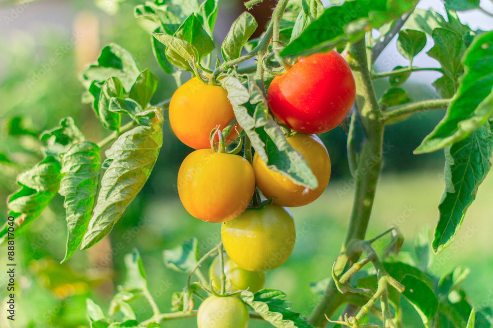 closeup of tomatos growing in garden