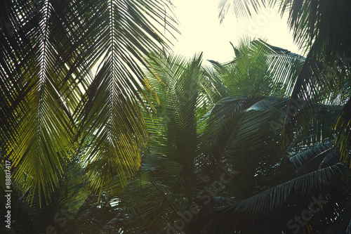 Fototapeta Naklejka Na Ścianę i Meble -  palm trees against the sky