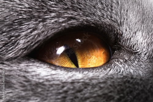 The yellow cat's eye