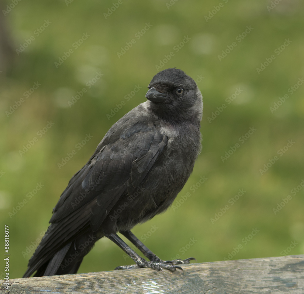 Fototapeta premium Jackdaw