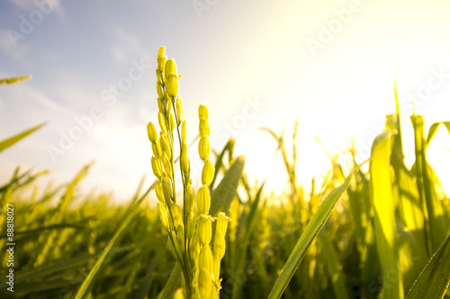 Plakat paddy field
