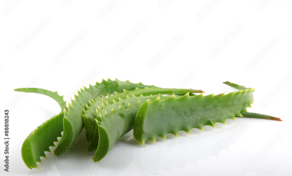 Fototapeta premium aloe vera