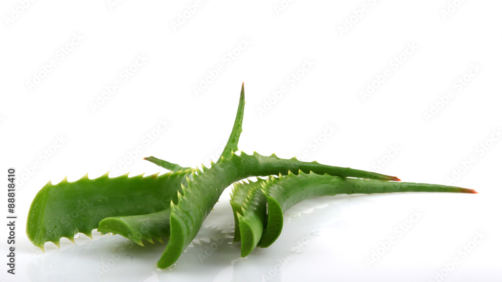 Naklejka premium aloe vera