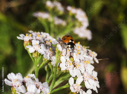 Ladybug © kudryshanna
