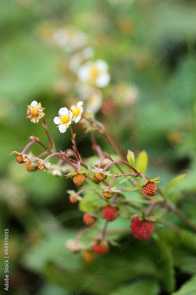 Wild blooming strawberry plant with green leaves and ripe berries Wild blooming strawberry plant with green leaves and ripe berries