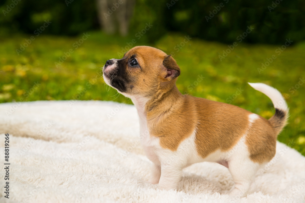cut chihuahua puppy looking up cut chihuahua puppy looking up