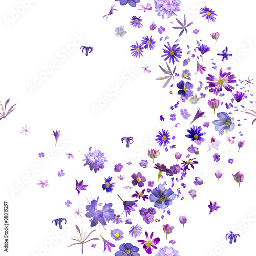 various, violet flower buds breeze, with hyacinths flying to the borders, repeatable and isolated on absolute white
