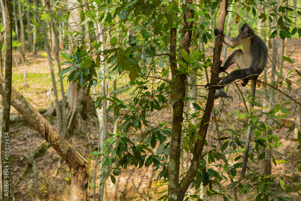 Fototapeta premium National Park Bukit Lawang Indonesien