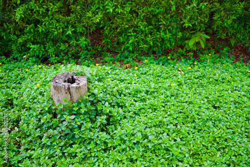 Stump in the left among green plants