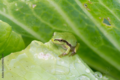 Green frog photo