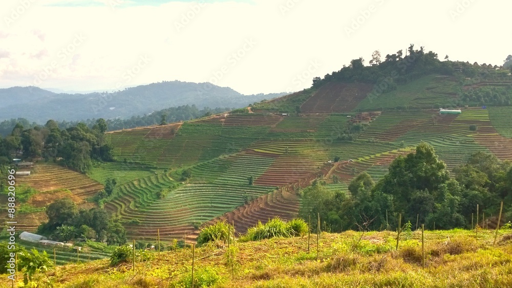 Naklejka premium Green season in chiangmai thailand