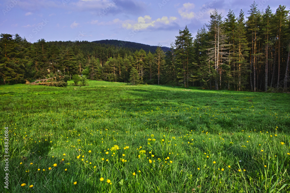 Green Forest Landscape in Rhodopes Mountain, Bulgaria