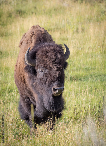 Bull Bison