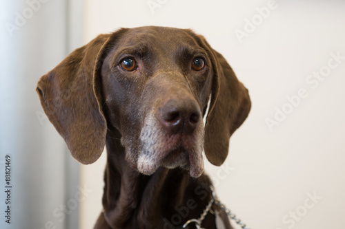 Head of brown dog