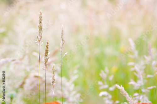 Meadow © konzeptm