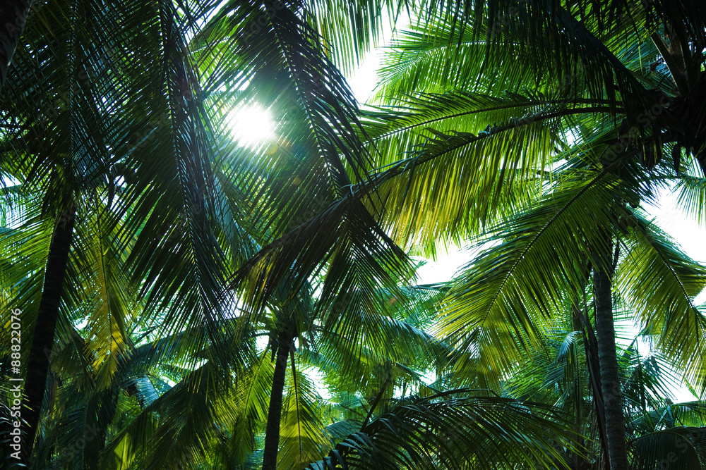 palm trees against the sky