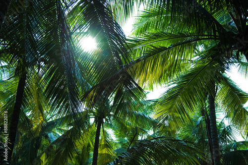 palm trees against the sky