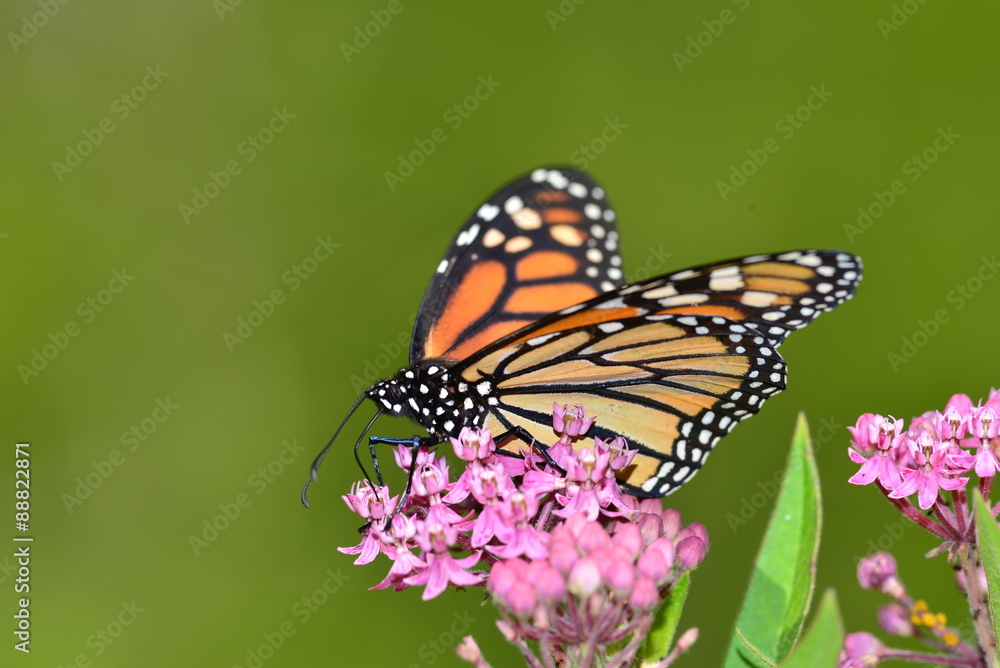 Fototapeta premium Monarch Butterfly on pink kolanchoe