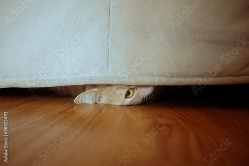 Sneaky cat