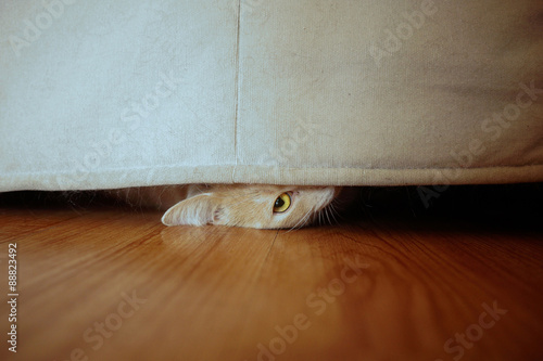 Fototapeta Naklejka Na Ścianę i Meble -  Sneaky cat