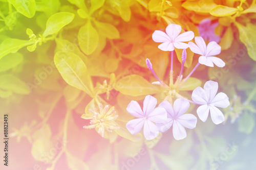 Beautiful flowers background with color filters, Soft focus