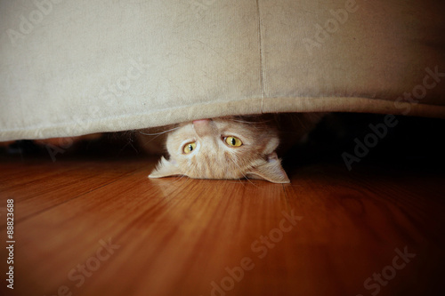 Fototapeta Naklejka Na Ścianę i Meble -  Sneaky cat