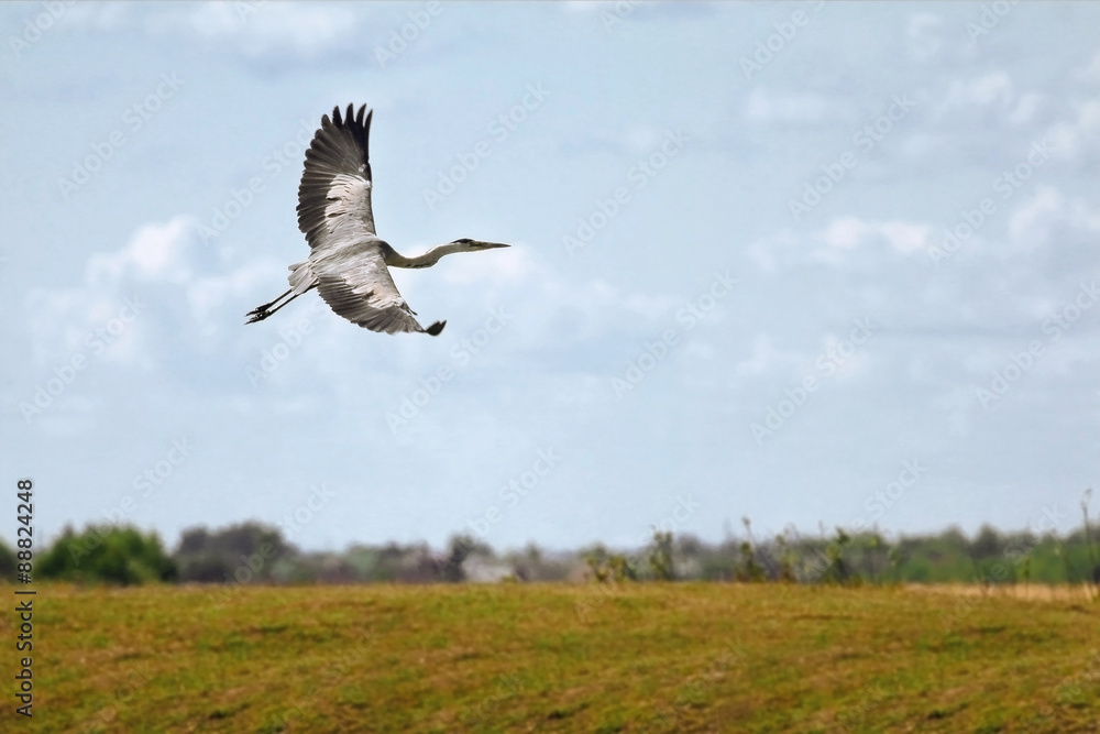 A flying Grey heron (ardea cinerea) with open wings A flying Grey heron (ardea cinerea) with open wings