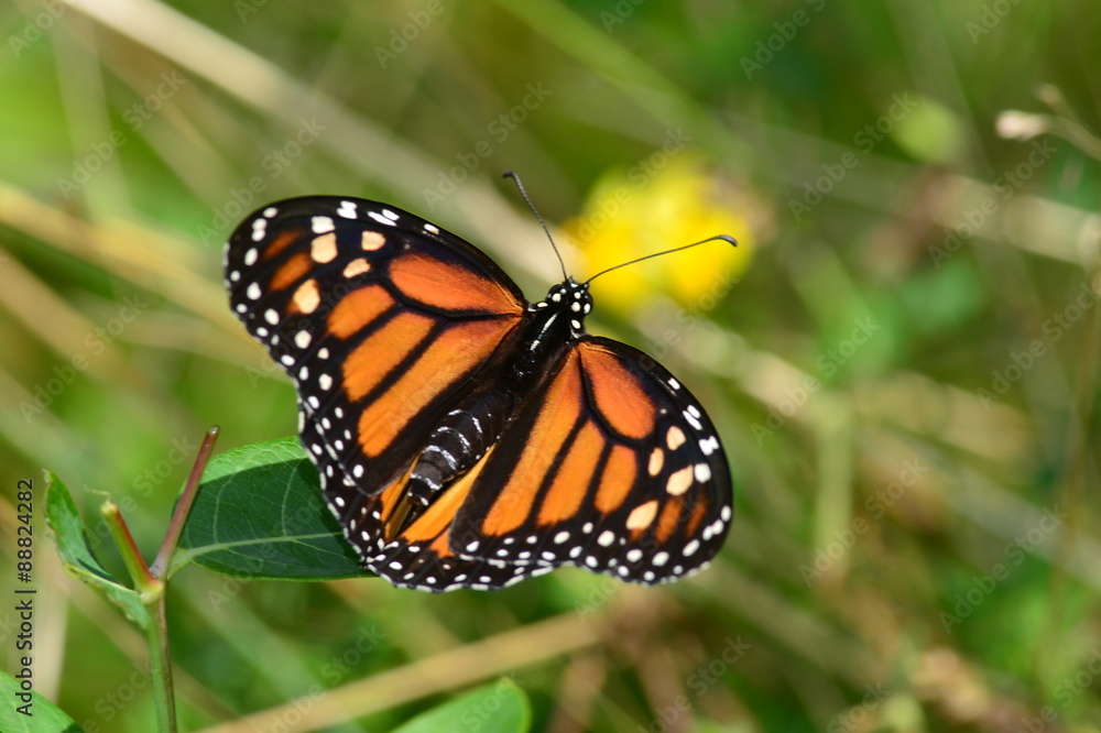 Monarch Butterfly perched on leaf Monarch Butterfly perched on leaf