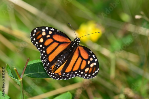 Monarch Butterfly perched on leaf © andromeda108