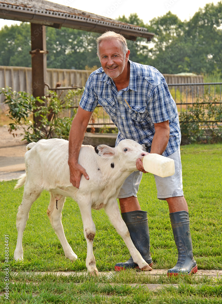Fototapeta premium Veterinario dando de beber leche a una ternera en un biberon.