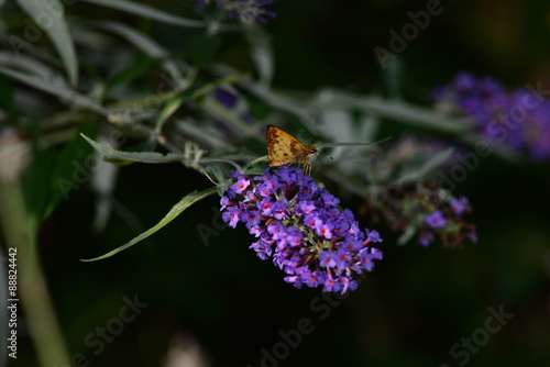 Quadro su tela Zabulon Skipper moth resting on purple flowers.