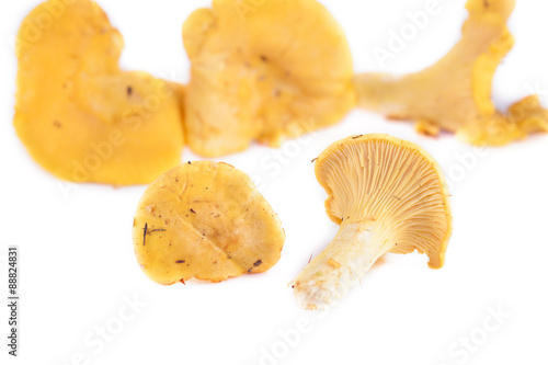 Chanterelles isolated