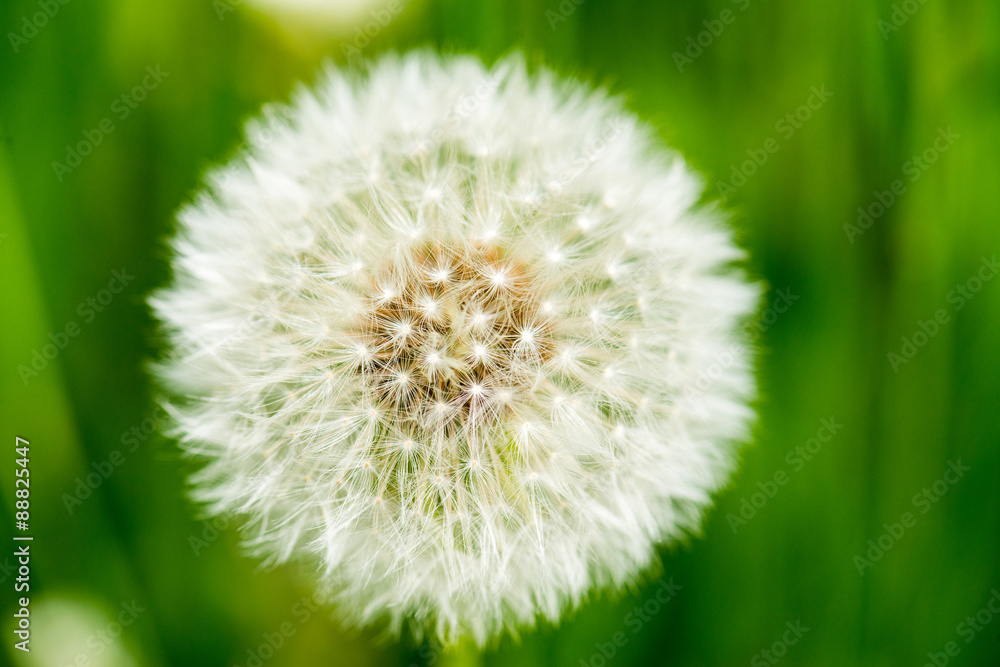Dandelion on green grass bokeh background close-up Dandelion on green grass bokeh background close-up