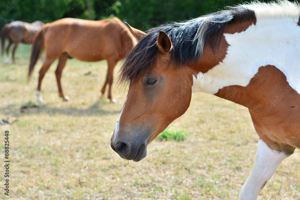Cheval Cheval
