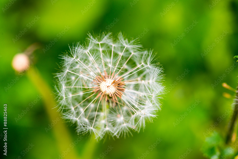 Fototapeta premium Dandelion on green grass bokeh background close-up