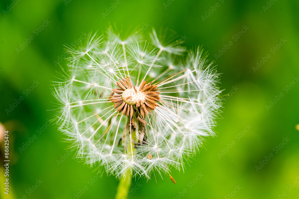 Fototapeta premium Dandelion on green grass bokeh background close-up