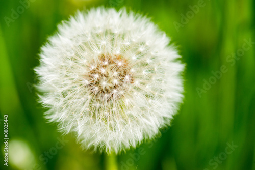 Dandelion on green grass bokeh background close-up