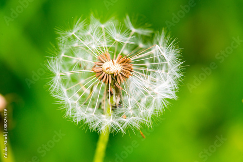 Dandelion on green grass bokeh background close-up