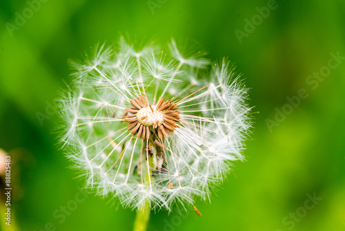 Dandelion on green grass bokeh background close-up