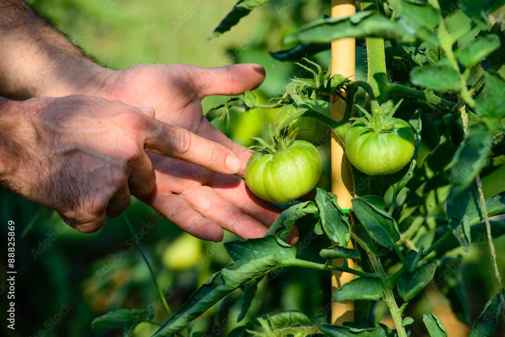 Piante di Pomodori Cuore di Bue, sviluppo curare, agricoltura Piante di Pomodori Cuore di Bue, sviluppo curare, agricoltura