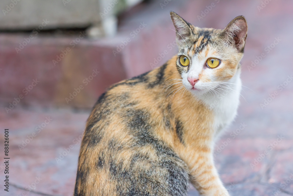Multi-colored cat and yellow stripes with yellow eyes( Striped n Multi-colored cat and yellow stripes with yellow eyes( Striped n